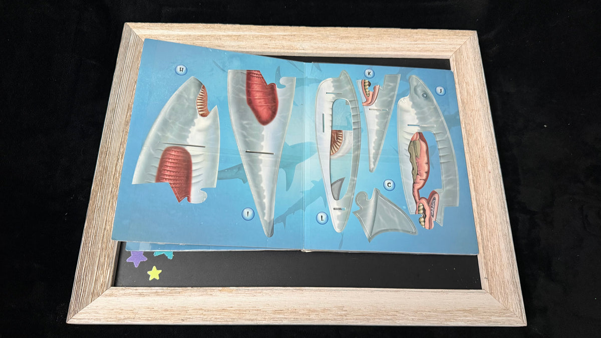 SHARK ATTACK Foam Model &amp; Fact Book